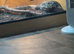 Argentine tegu