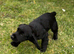 Puppy 1 boy