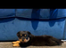 Rottweiler puppy