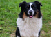 DNA Tested KC Australian Shepherd ️ COI: 1.4% | NATURALLY SHORT TAIL Looking for a handsome Australian Shepherd stud with an exceptional temperament?