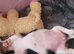 9 wk old jack russell puppy for sale