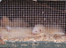 Ferrets for sale whites