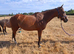 15.1 tb mare 10 year old