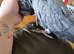 African grey female -Flo