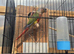 A pair of conures proven breeding