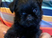 Brussels Griffon puppies