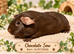 Guinea Pigs For Sale