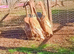 Quartet Blue Dusky Indian Runner Ducks