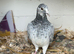 Young Racing pigeon