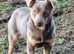 Jack Russell Stud