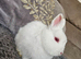 Two baby netherland dwarfs