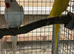 Breeding pair Ringnecks