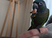 Emma conure