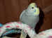 2025 BRED EXHIBITION BUDGIES