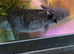 REDUCED 1 YEAR  old AXOLOTLS