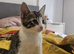 Adorable female kitten