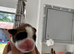 Boxer puppies KC registered - family home!