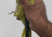 Beautiful rare ringneck talking parrot