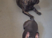 French bulldog available