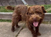 Patterdale terriers
