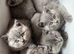 Title British short hair fluffy kittens,London based