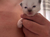 Ragdoll blue mitted kittens born 10/07/26