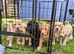 Labrador KC Reg Puppies. READY NEXT WEEK!