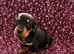 Mini dachshunds