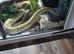 Female hypo caramel burmese python