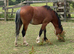 Stunning Welsh a pony