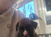 Boxer pups last 2 female left