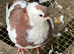 Pigeons for sale