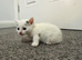 4 ginger and white kittens and 1 white with black tail
