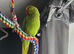 Ringneck