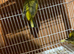 Pr canaries