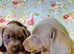 Miniature Dachshund puppies for sale