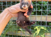 Semi angora hob ferret white bib
