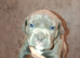 Cane corso X puppies