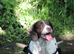 Female English Springer Spaniel (Cassy)