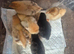 1 week old mixed breed chicks
