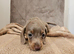 Miniture Dachshund puppies