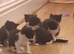 6 mixed white and black kittens