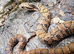 King Phase Hypo False Water Cobra at Birmingham Reptiles
