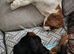 Heartbreaking sale of our fur babies