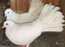 Fantail pigeons