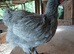 Lavender orpington cockerel 10 weeks old