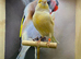 Yellow dimorphic cock bird