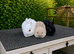 ️ LAST 3 GIRLS - Beautiful Pure Netherland Dwarf Baby Bunnies ️
