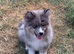 Adorable chow chow puppy