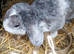 Mini plush x mini lop